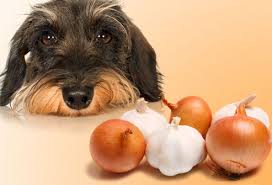veterinari girona alerta aliments toxics per gossos